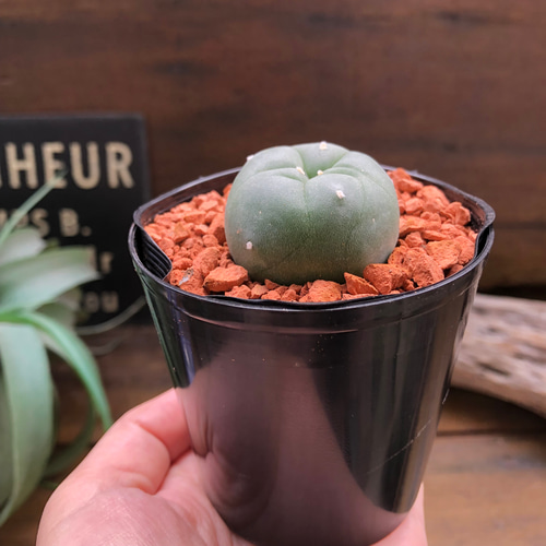 ロホホラ♡七色の夢が見れる♡トゲのないサボテン♡多肉植物 アート