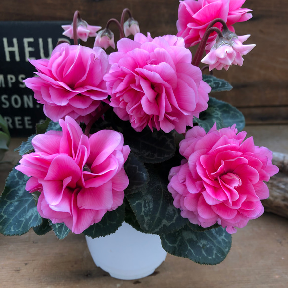 ローゼスローズ♡八重咲き♡シクラメン♡ローゼスローズ♡ガーデニング