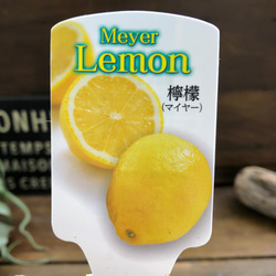 ４.5号♡レモンの木♡檸檬♡マイヤーレモン♡ガーデニング 8枚目の画像