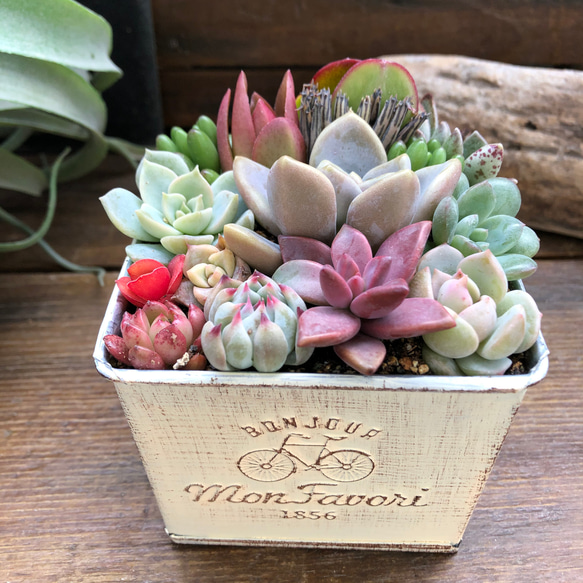 ブリキ鉢の多肉寄せ植え♡多肉植物♡可愛い♡もりもり アート