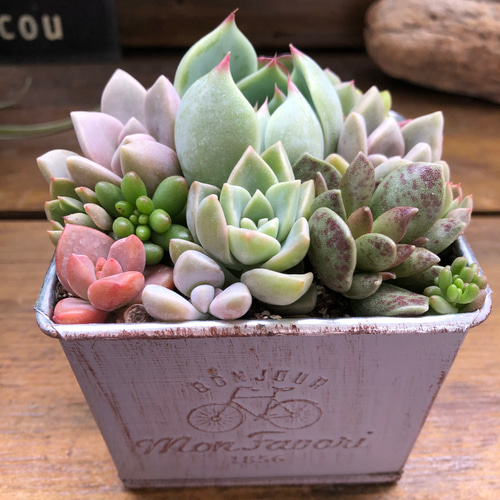 多肉植物寄せ植え♡♡モリモリ寄せ植え♡♡ Amazon.co.jp: カラフル＆モリモリ多肉植物寄せ植えセット⑨