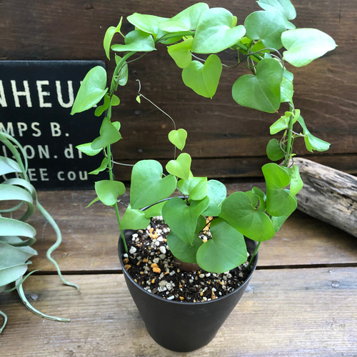 Sサイズ LOBINDON×ミャクミャク ラブブ 大阪万博限定塊根植物 亀甲竜