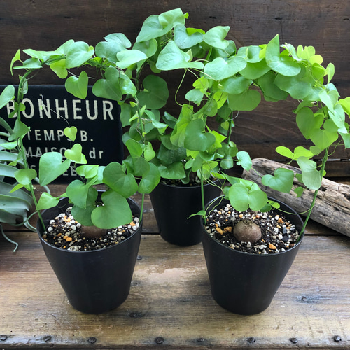 ユーフォルビア☆亀甲竜☆ハートの葉っぱ☆塊根植物☆観葉植物