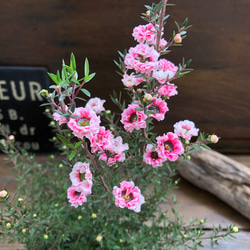ギョリュウバイ♡ライトピンク♡八重咲き♡毎年咲きます 2枚目の画像