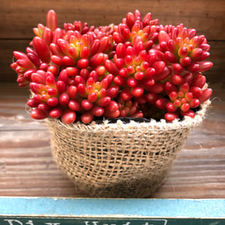 虹の玉♡紅葉します♡多肉植物♡モリモリ♡セダム 4枚目の画像