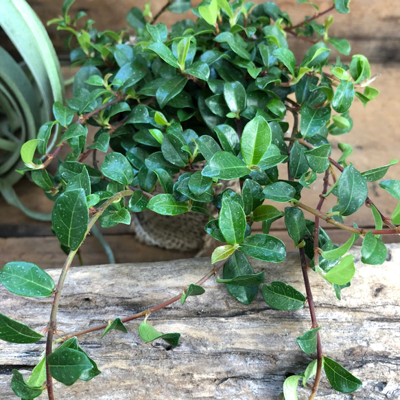 ツル性ガジュマル♡精霊が宿る♡ツルガジュマル♡観葉植物 3枚目の画像