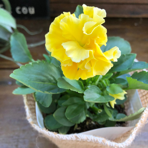 ドイリー1104❤️パンジーと八重咲き花✨2枚以上で2680円❣️ ドイリー1104❤️パンジーと八重咲き花✨2枚以上で❣️