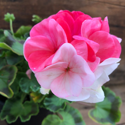 希少】ゼラニウム