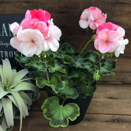 希少♡世界初♡移り色ゼラニウム♡ホワイトtoローズ♡育てやすい