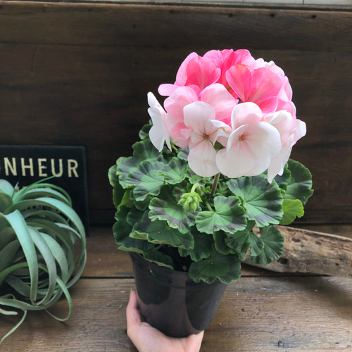 希少♡世界初♡移り色ゼラニウム♡ホワイトtoローズ♡育てやすい