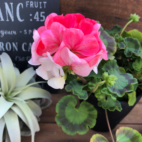 希少♡世界初♡移り色ゼラニウム♡ホワイトtoローズ♡育てやすい