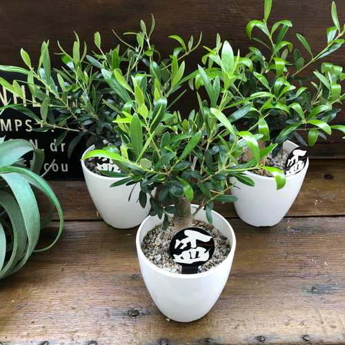 盆栽風オリーブ(幹太・切り株風仕立て)観葉植物