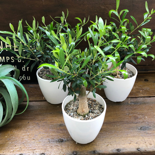 盆栽風オリーブ(幹太・切り株風仕立て)観葉植物