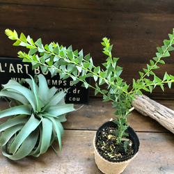 三角葉アカシア♡ユニークな植物♡玄関に♡丈夫で育てやすい♡ 1枚目の画像