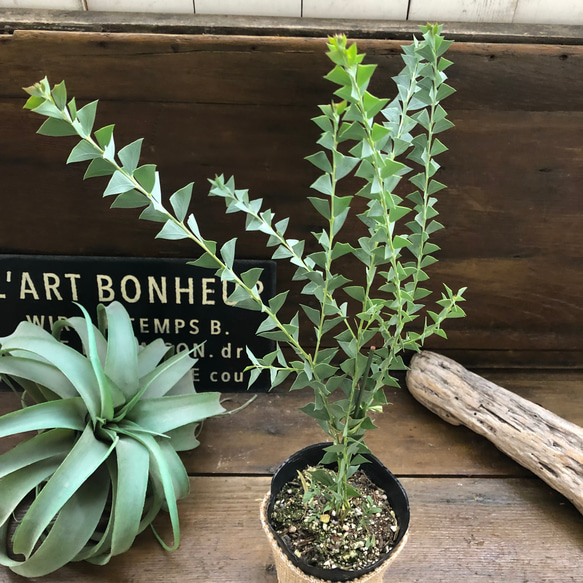 三角葉アカシア♡ユニークな植物♡玄関に♡丈夫で育てやすい♡ 3枚目の画像