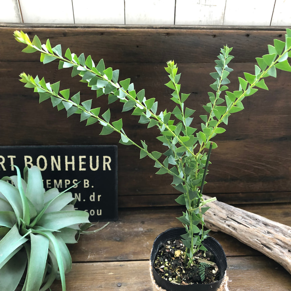 三角葉アカシア♡ユニークな植物♡玄関に♡丈夫で育てやすい♡ 10枚目の画像