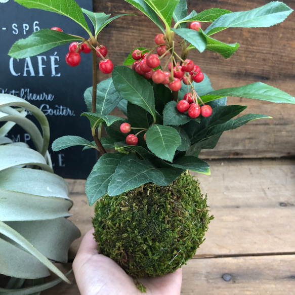 希少♡苔玉のやぶこうじ♡縁起物♡観葉植物♡インテリア 7枚目の画像