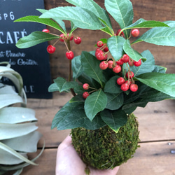 希少♡苔玉のやぶこうじ♡縁起物♡観葉植物♡インテリア 9枚目の画像