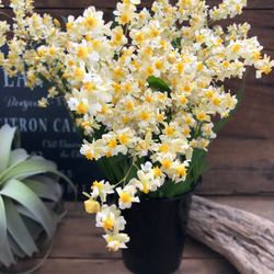 大量増えすぎ特別価格】多肉植物セダム 桜色カリシア200カット【育成