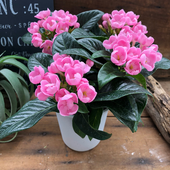 強い香りニオイザクラ リッチRich 匂い桜べにふじ 1鉢土減らし花段々終わった ニオイザクラ♡ 甘い香りがします♡リッチ♡可愛い桃色の花