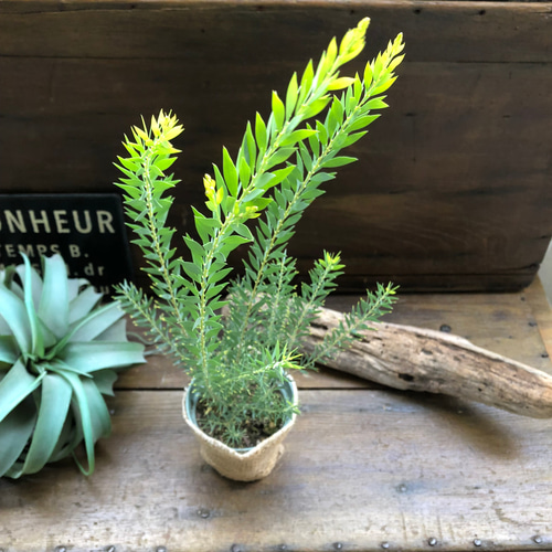 ゴールドチップ♡アカシア♡レア品種♡美しい葉っぱ アートフラワー