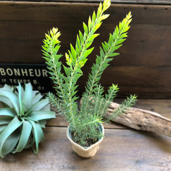 ゴールドチップ♡アカシア♡レア品種♡美しい葉っぱ アートフラワー