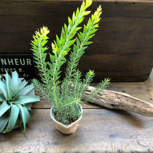 ゴールドチップ♡アカシア♡レア品種♡美しい葉っぱ アート