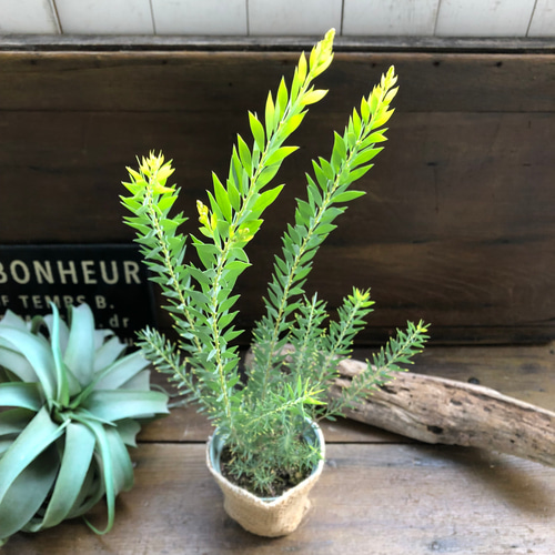 新品種アカシア「ゴールドチップ」7号鉢130cm大株 新品種アカシア「ゴールドチップ」7号鉢130cm大株 アカシア