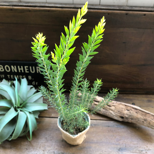 新品種アカシア「ゴールドチップ」7号鉢3本セット Amazon.co.jp: アカシア・ゴールドチップ 7号ポット【品種で