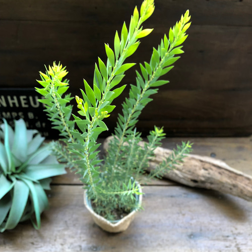 新品種アカシア「ゴールドチップ」7号鉢140cm大株 送料無料】【生花/鉢】アカシア ゴールドチップ 7寸鉢 ※北海道