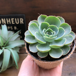 七福神♡人気♡エケベリア♡多肉植物♡ 3枚目の画像