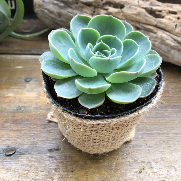 七福神♡人気♡エケベリア♡多肉植物♡ 6枚目の画像