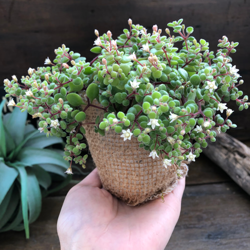 ブロウメアナ♡もりもり♡多肉植物♡可愛い花 アートフラワー