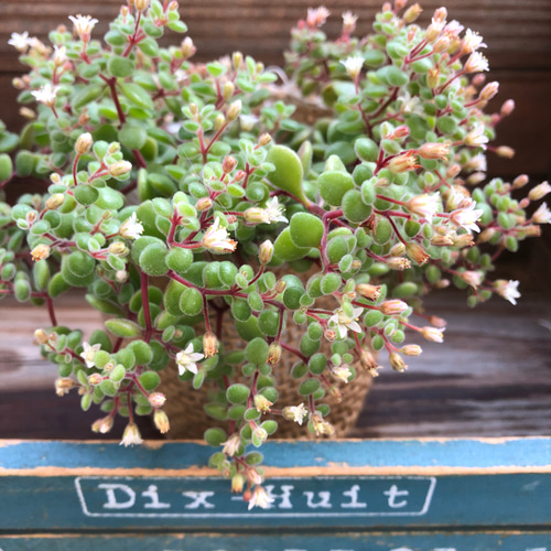 ブロウメアナ♡もりもり♡多肉植物♡可愛い花 アートフラワー パリ