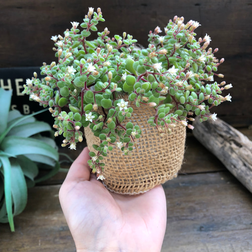 ブロウメアナ♡もりもり♡多肉植物♡可愛い花 アートフラワー パリ