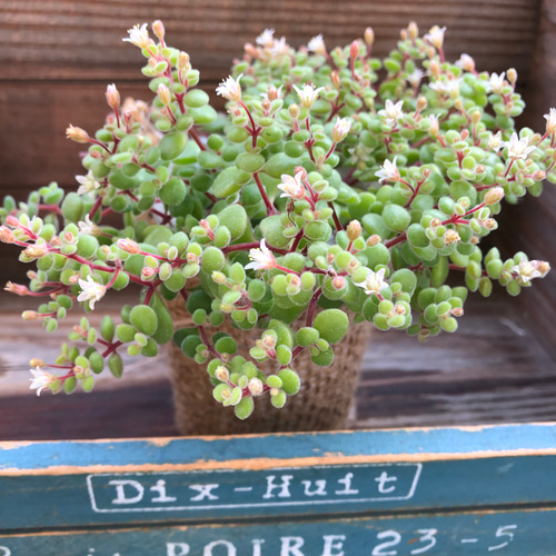 モリモリ！抜き苗 ブロウメアナ 多肉植物 ブロウメアナ 抜き苗 多肉植物 - メルカリ