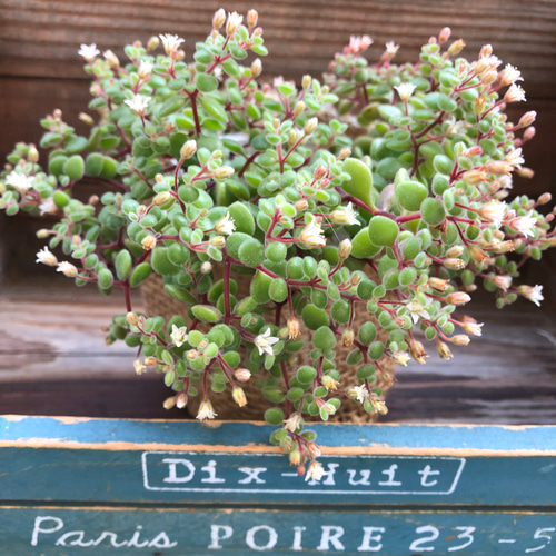 モリモリ！抜き苗 ブロウメアナ 多肉植物 モリモリ！抜き苗