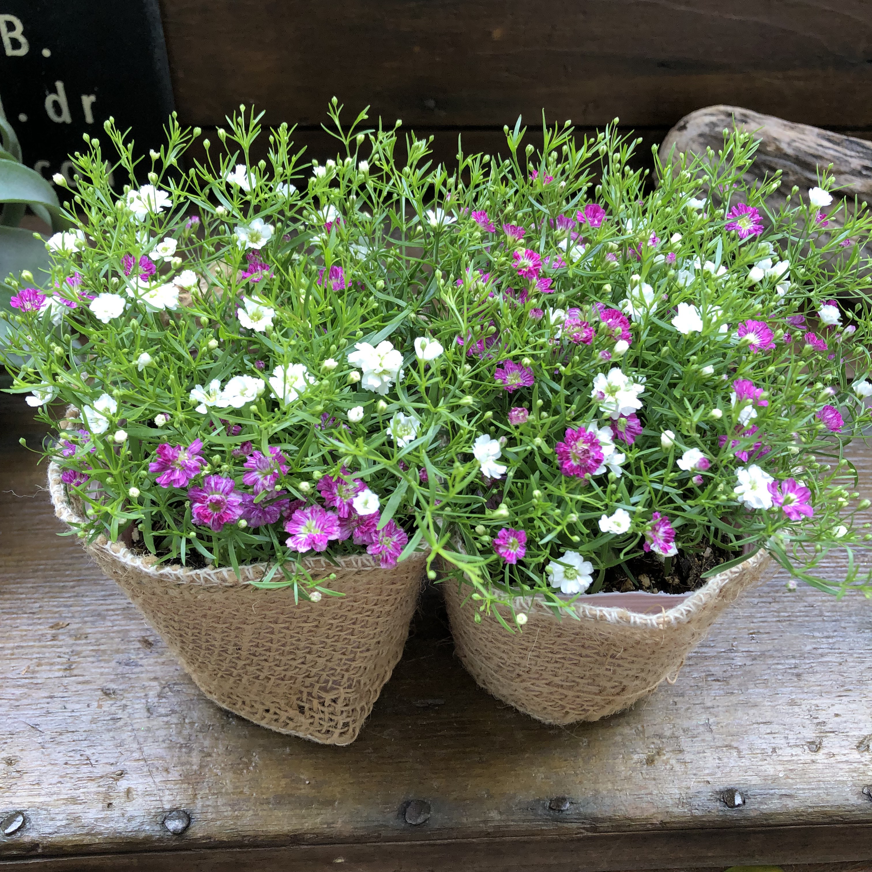 かすみ草 様♡ レインボーのかすみ草♪ボックスフラワー | フローリストさくら