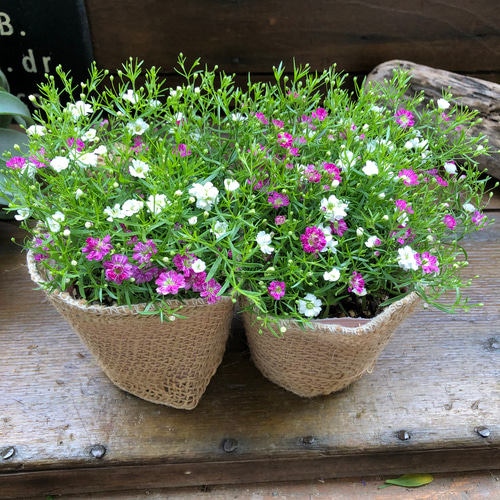 成人式 髪飾り かすみ草 花 和装 着物 2点セット| きもの館 創美苑
