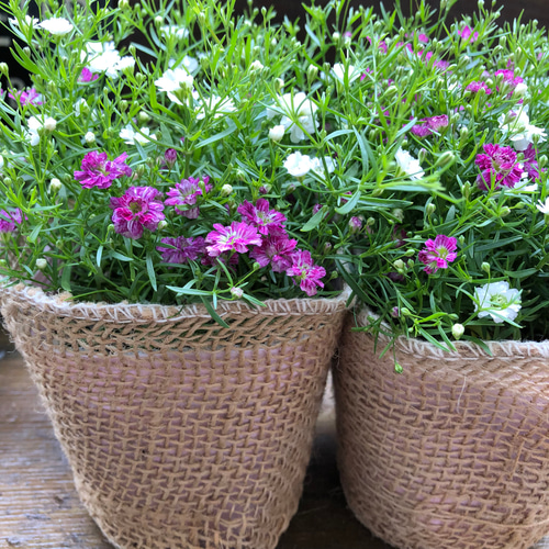 かすみ草ページ２ 739-FKS315.jpg?1