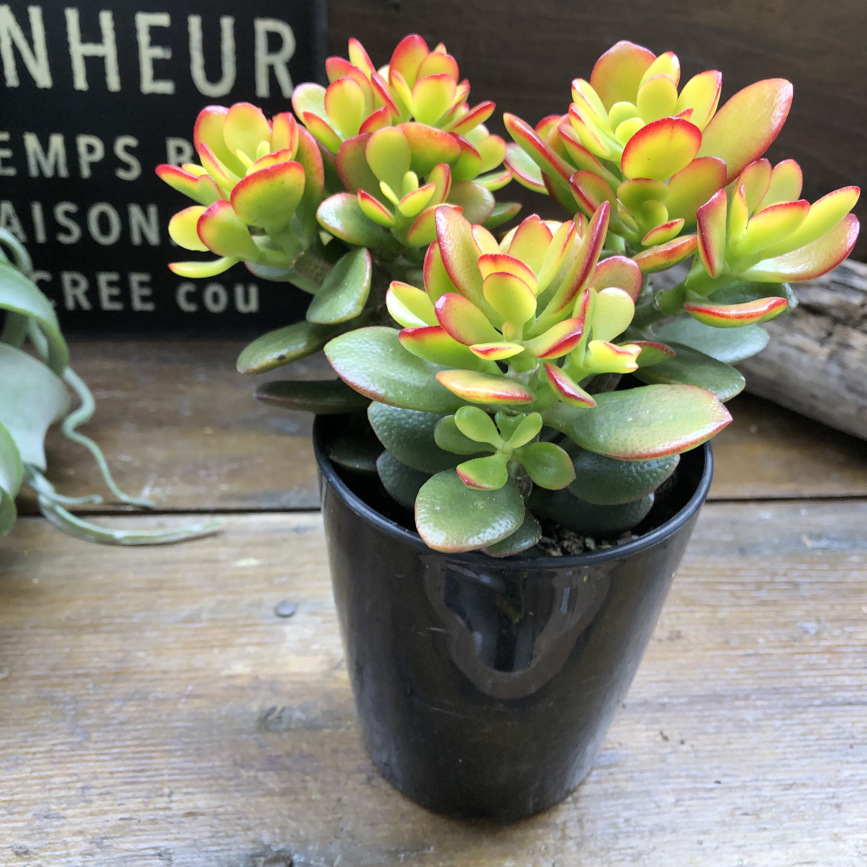 黄金花月　金のなる木　月下美人　多肉植物　観葉植物　鉢付き　☆早い者勝ち☆