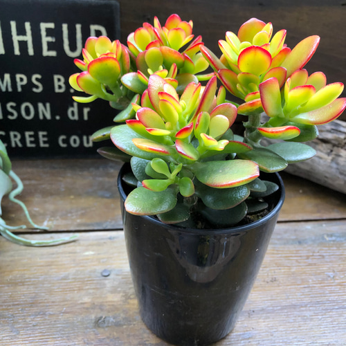 黄金花月 金のなる木 月下美人 多肉植物 観葉植物 鉢付き ☆早い者勝ち