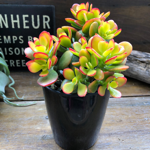 姫黄金花月♡金のなる木♡紅葉♡多肉植物 アートフラワー パリジェンヌ