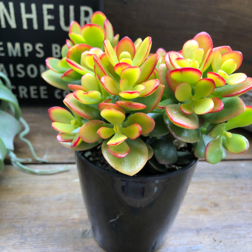 はなこ様おまとめ！✼多肉植物　金のなる木　黄金姫花月木立大きめ抜き苗２ポット①④ はなこ様おまとめ！✼多肉植物 金のなる木 黄金姫花月木立