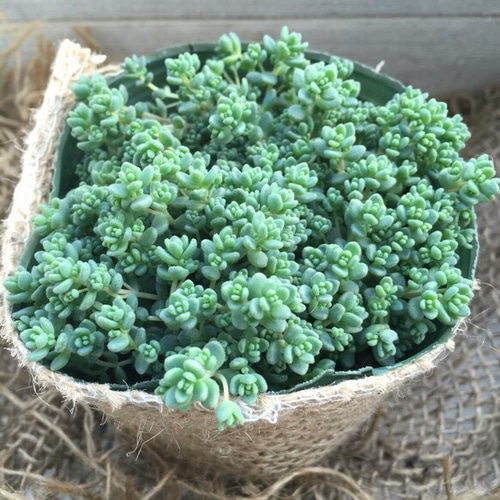 ブレビフォリウム♡セダム♡多肉植物♡インテリア♡ナチュラル雑貨 