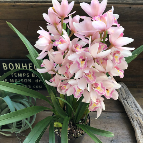 森の精 りん♡2本立て♡シンビジューム♡アンティークピンク♡観葉植物