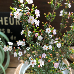 マイクロワックス♡毎年咲きます♡マイクロな花♡ガーデニング♡観葉植物 4枚目の画像