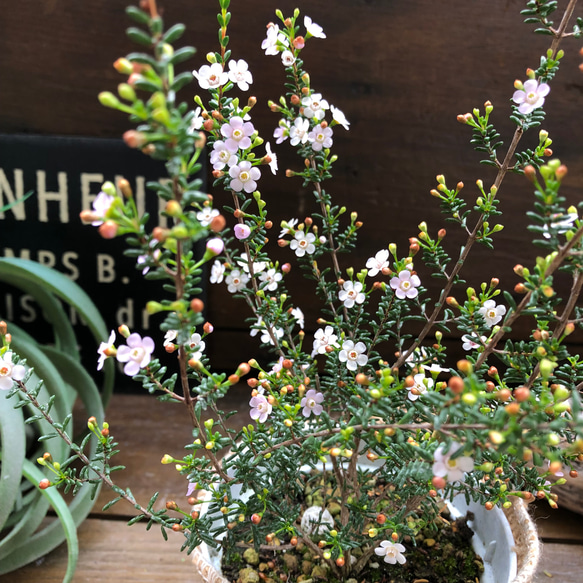 マイクロワックス♡毎年咲きます♡マイクロな花♡ガーデニング♡観葉植物 6枚目の画像