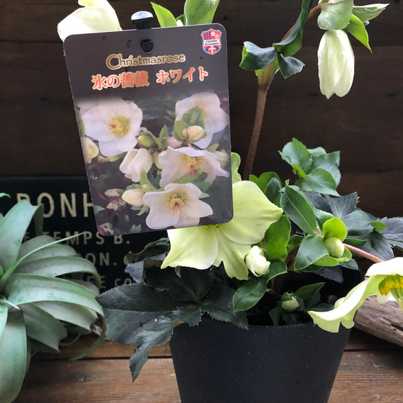 氷の薔薇　ホワイト♡クリスマスローズ♡強健な花 7枚目の画像