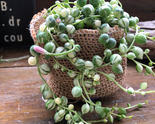 マーブルネックレス 斑入りグリーンネックレス 多肉植物 カット苗 マーブルネックレス 斑入りグリーンネックレス 多肉植物 カット苗